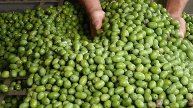 Green Olive for olive oil production