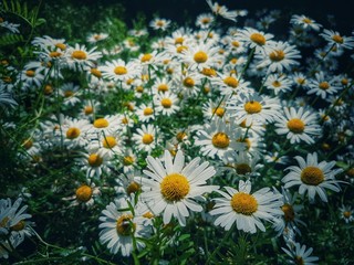 Kamillenblumenfeld... 