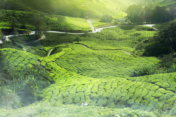 tea plantation mist