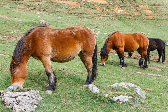 Caballos pastando. Parque Natural de Las Ubiñas y La Mesa, Asturias.