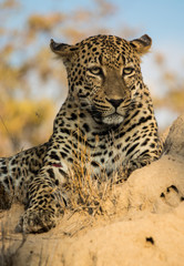 Male Leopard Portrait, Sabi Sand Game Reserve, South Africa