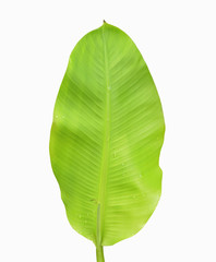 Banana leaf