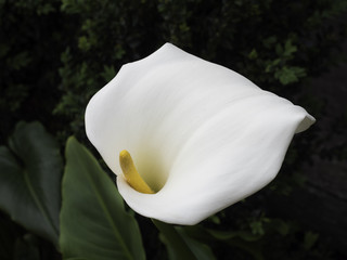 Arum Lily