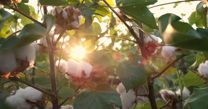 Dolly shot 4K, ripe, top quality cotton bolls on the green bushes, the glare of the sun in the lens