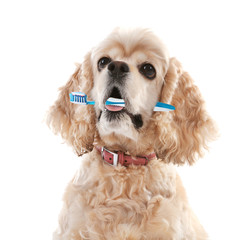 American cocker spaniel with tooth brush, isolated on white