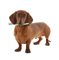 Dachshund with tooth brush, isolated on white