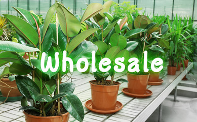 Wholesale concept. Huge greenhouse with lot of flowers and plants for sale