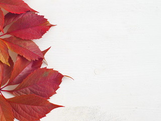 Red grape leaf on the left of white wooden background. Copy space for your text.