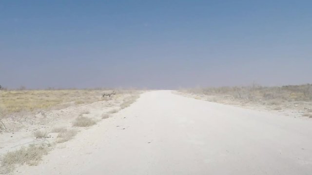 White Rhino crossing dirt road. Wildlife Safari in Etosha National Park, the main travel destination in Namibia, Africa.