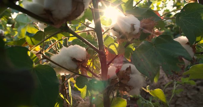 Dolly shot 4K, ripe, high-quality cotton in green bushes ready to harvest, the glare of the sun