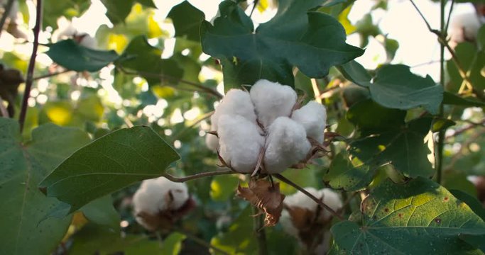 Dolly shot 4K, close-up,ripe the highest quality cotton in the green bushes