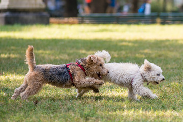 Insieme di piccoli cani  che giocano e corrono liberi in un parco cittadino