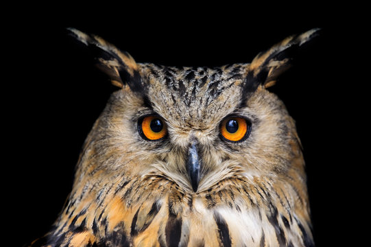 Fototapeta Portrait of eagle owl on black background