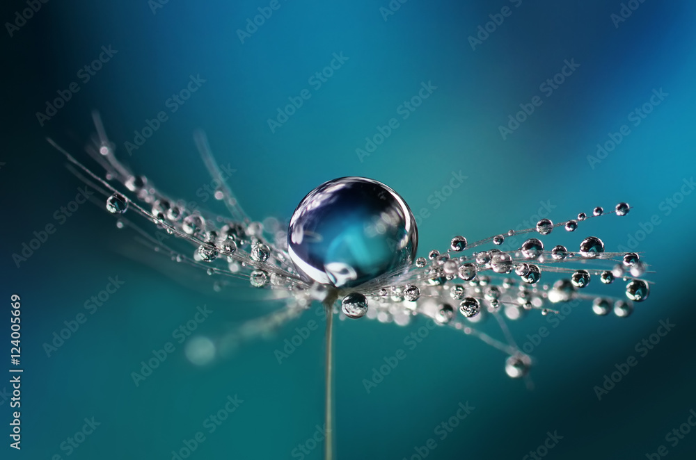 Poster beautiful dew drops on a dandelion seed macro. beautiful soft light blue and violet background. wate