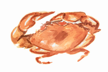 Isolated watercolor crab on white background. Fresh and tasty gourmet seafood for restaurant.