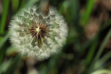 dandelion