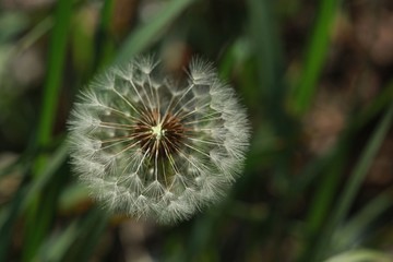 dandelion