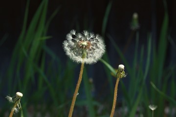 dandelion