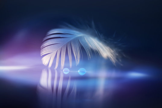 Gentle white air feather with drops of dew on a beautiful soft background. Soft dreamy tender artistic image form for postcard or wallpaper for desktop. Macro.