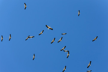 Cigüeñas volando con fondo de cielo azul