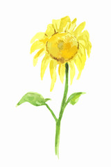 Isolated watercolor sunflower on white background