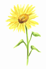 Obraz premium Isolated watercolor sunflower on white background. Summer flower. Beautiful garden illustration.