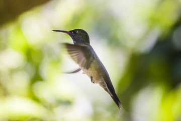 Fototapeta na wymiar colibrì