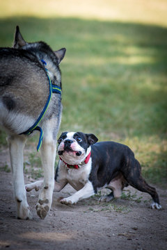 Bouledogue francese che cerca di attirare l&rsquo;attenzione di un husky siberiano in un parco cittadino