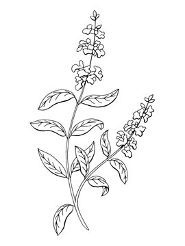 Salvia sage herb flower graphic art black white isolated sketch illustration vector