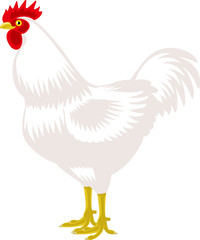 酉　ニワトリ　鶏