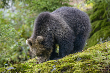 Naklejka premium Little Bear in their natural habitat