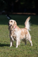 Cane razza golden retriever libero in un  parco cittadino