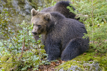 Fototapeta na wymiar Little Bear in their natural habitat