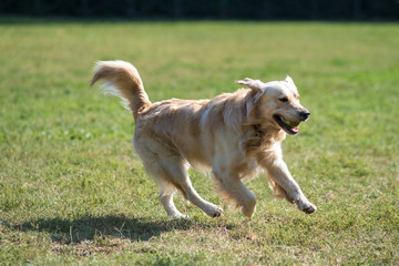 Cane razza golden retriever libero in un  parco cittadino