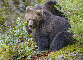 Obraz na płótnie Canvas Little Bear in their natural habitat