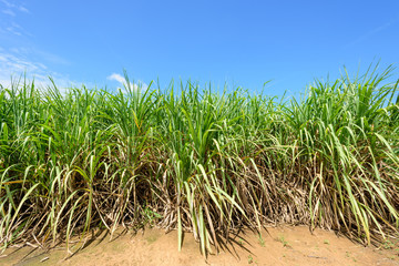 Fresh sugarcane with blue sky