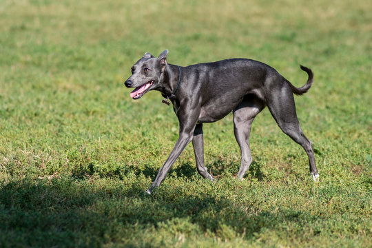 Cane levriero italiano grigio libero in un parco  cittadino