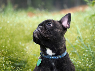 Dog sitting in the tall green grass