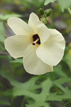 Aibika (Abelmoschus manihot). Called Sunset Muskmallow and Sunset Hibiscus also. Another scientific name is Hibiscus manihot