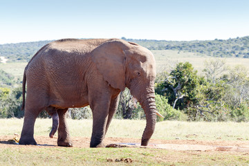 Huge African Elephant standing at the drinking hole