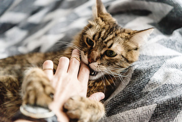 beautiful cute cat playing with woman hand and biting on stylish