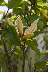 Hattie Carthan magnolia (Magnolia brooklynensis Hattie Carthan). Hybrid between Magnolia brooklynensis and Magnolia brooklynensis Evamaria