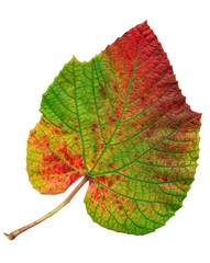 multicolor leaf of climbing plant Aristolochia macrophylla at autumn