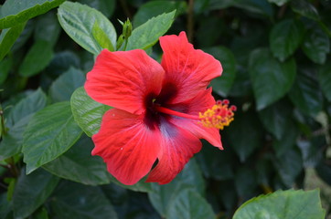 Hibiscus Exotic Red Flower