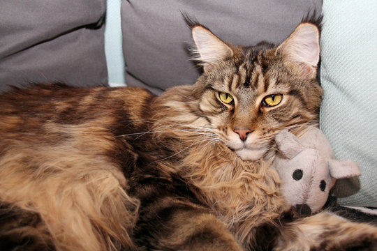 Maine Coon Bub kuschelt mit Spielmaus