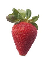 Strawberry (Fragaria x ananassa). Called Garden strawberry also. Image of strawberry isolated on white backgroud