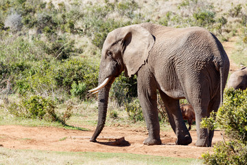 Fototapeta premium African Elephant trying to find some water.