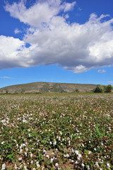 Cotton plant field, Greece