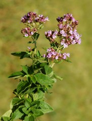 oregano herb with lila flowers