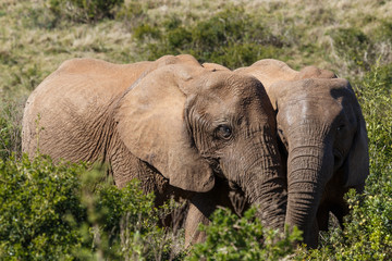 Obraz premium Love is in the air with these two elephants